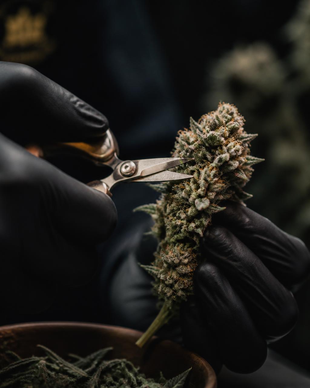Gloved hands carefully trimming a cannabis bud