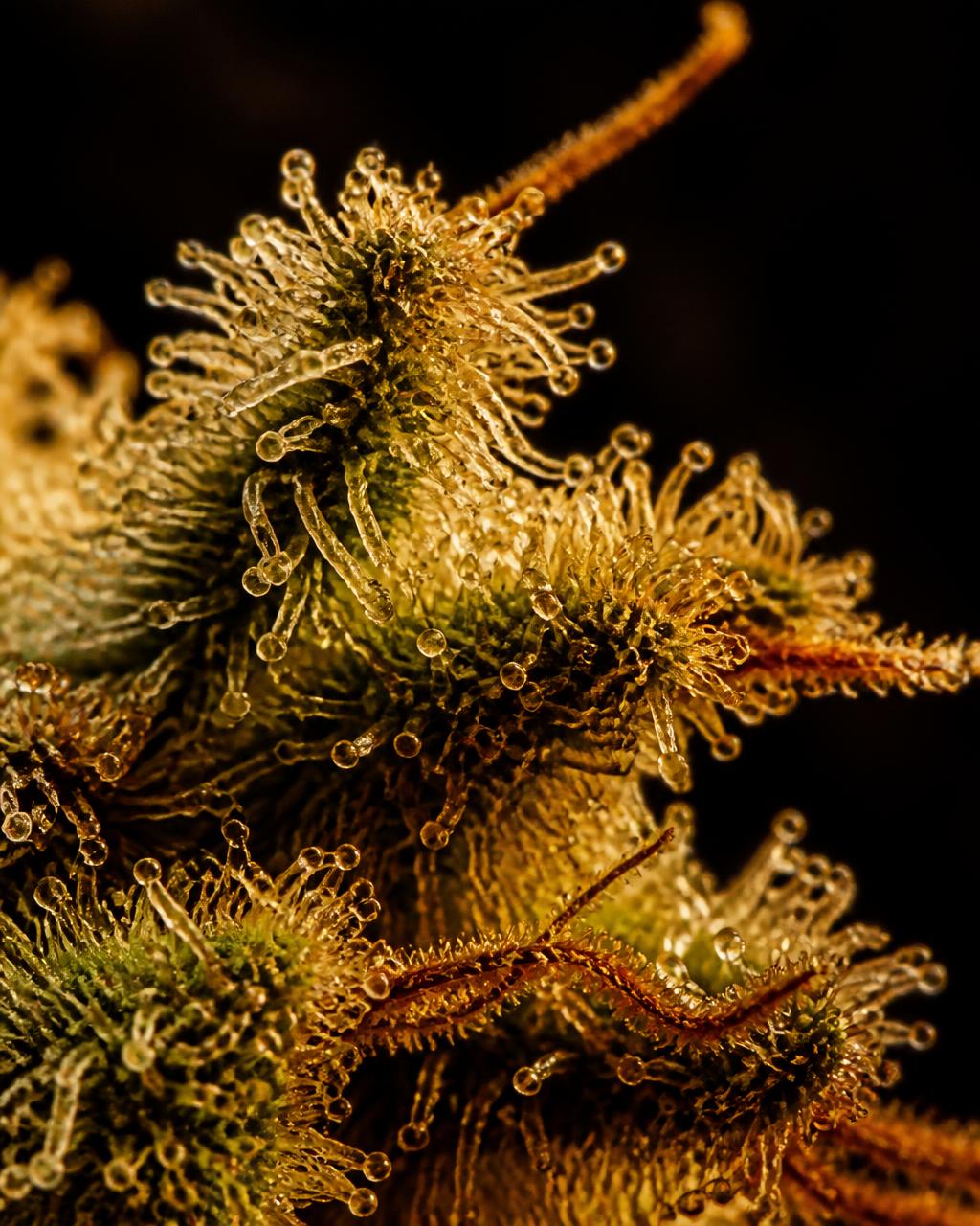 Crystalline cannabis trichomes shimmering under golden light
